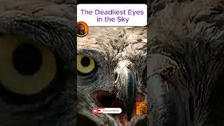 Those Eyes Can Paralyze You: Meet the Martial Eagle.  #MartialEagle #BirdsOfPrey #CrazyWildlifeDiary
