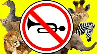 Animal Zoo Sounds For Kids | Loud Animal Sounds