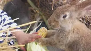 Rabbit Farming 101: A Comprehensive Guide