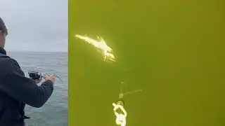 Underwater Camera Records a Big School of Rockfish