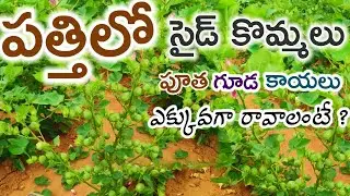 #patthi lo adika guda putha kaya ravalante #పత్తిలో అధిక గూడ పూత కాయ రావాలంటే ?