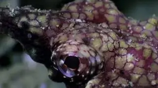 Dragon Sea Moth Eurypegasus draconis