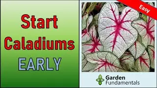 Starting Caladiums in Spring 🌺🌹💐 Have More Leaves All Summer Long