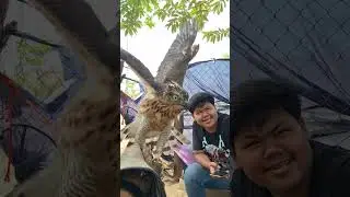Rufous-winged buzard  vs crested goshawk