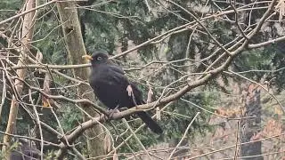 2026-01-27 LJUBLJANA Krajinski park Tivoli PASSERIFORMES Turdus merula KOS