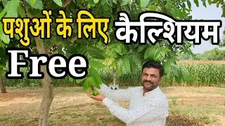 Free Calcium for Animals | पशुओ के लिए कैल्शियम free 💯| #vickypansari