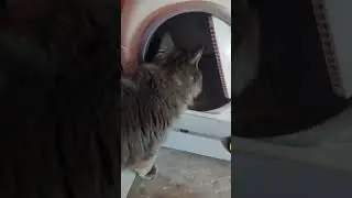 Умный лоток. #умныйлоток#автоматическийкошачийлоток