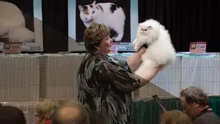 Color adjustments for the 2019 CFA International Show