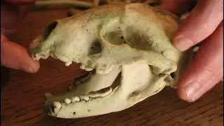 Finding Bones in Nature