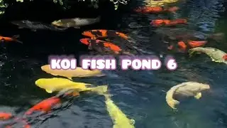 KOI FISH POND 6 #asmr #relaxing #fyp #fypシ゚viral #education #entertainment
