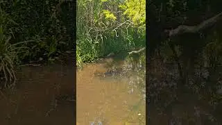 3.5 acre stream attached property. near hanbal. superb location ಸಕಲೇಶಪುರ ☎️ 6360330128