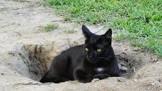 My rescue black cat wrote a song, so sweet