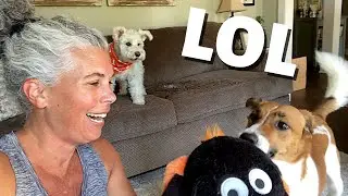This HILARIOUS Dog Video will Crack You Up // Funny Dogs Get New Halloween Toys