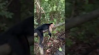 White-faced Capuchin Monkey
