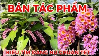 Lan kiều tím nụ chuẩn Tết-0834608769- LAN RỪNG LÂM ĐỒNG