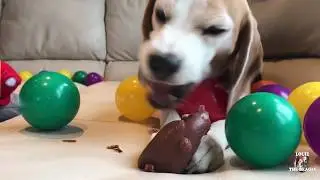 Beagle Ball Pit Surprise | Beagle Universe