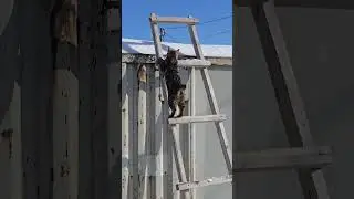 Курильский бобтейл #kurilianbobteil #cat #курильскийбобтейл #animals
