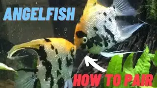 How to: Pair Angelfish To Breed *At KFS*