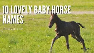 10 Lovely Name Ideas For Baby Horses