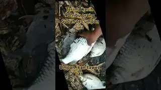 umpan ikan tawes liar !!! Ampuh dari masa ke masa link lengkap di deskripsi