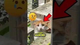 5 Animals Found Frozen in Ice &mdash; You Won&rsquo;t Believe #5! 😱