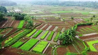 Paddy Farm's Beautiful Drone View...........