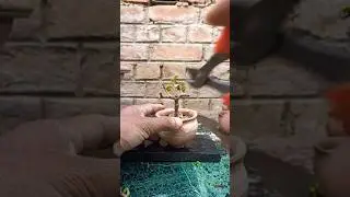 Zade Bonsai Prunning🔥🔥 #bonsai #trending #shorts #youtubeshorts