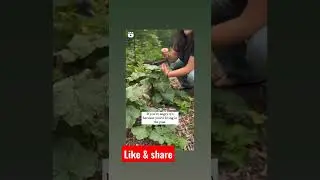 #shorts #cucumber  #ideas  2022 planting ways