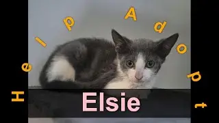 🐾Elsie has been adopted! Kitten / Australia / Op Shop - Townsville / RSPCA Queensland🐾