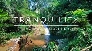 Calming Forest Sounds,  Babbling Brook, Nature Sounds, Birds Chirping, ASMR