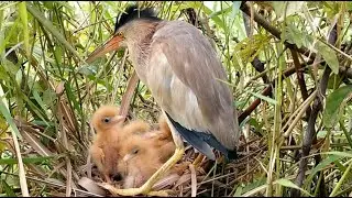 Eurasian Bittern Babies | Baby Birds Eaten