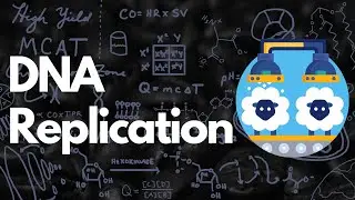 DNA Replication + Practice Problem | MCAT