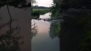 Pig cross the river #pig #swimming #viral #trending #amazing #youtubeshorts #shortvideo #short