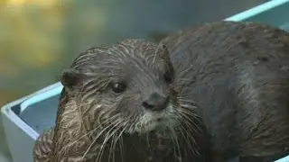 Raw: Otters Enjoy Water Slides at Japan Zoo