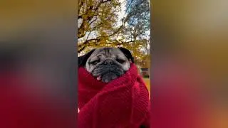 Doug the Pug || spa day Doug the Pug #dougthepug #instagramdogs #dogslover
