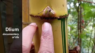 Golden bamboo (Bambusa vulgaris ssp. vittata) - part 5