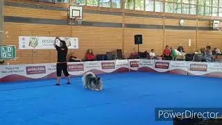 Dog Dance Turnier/ Dog Dancing/ wolfsspitz / Tricks/Trickdog