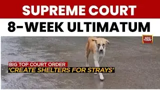 SC's 8-Week Ultimatum: Stray Dogs & Cattle To Be Cleared From Public Spaces