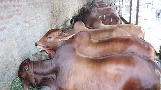 Ansari Cattle Farm Sialkot | Famous Cattle Farm of Sialkot | Beautiful Sahiwal Bachary