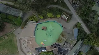 California Sea Lion Training - DJI drone footage - Welsh Mountain Zoo