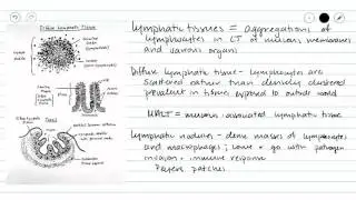 Lymphatic Tissues