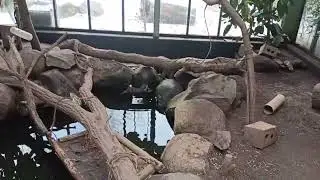 Binturong in Zoo Vivarium Darmstadt(04.01.2026)