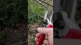 Üzüm bağı budama
