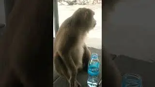 #monkey drink water#shortsfeed