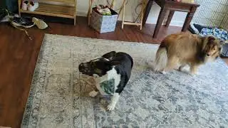 Watson 💕 Clover 🍀