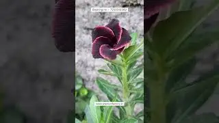 Rare Imported Adenium Plant Online Shopping 🪴 #adenium #plants #garden #flowers