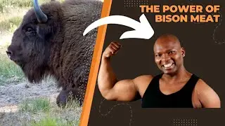 Unlocking the Secrets of Bison Meat: Health Benefits and Nutritional Value