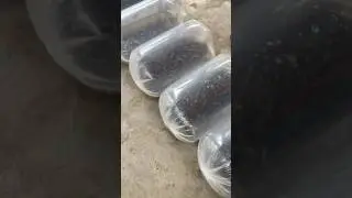 BELI BIBIT BELUT MURAH | BELI DISINI BANYAK DISKON