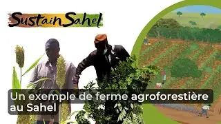 An example of an agroforestry farm in the Sahel