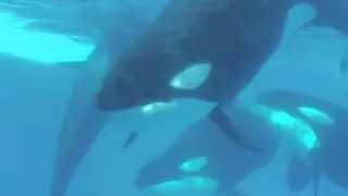 SeaWorld Explains The Truth Behind Rake Marks